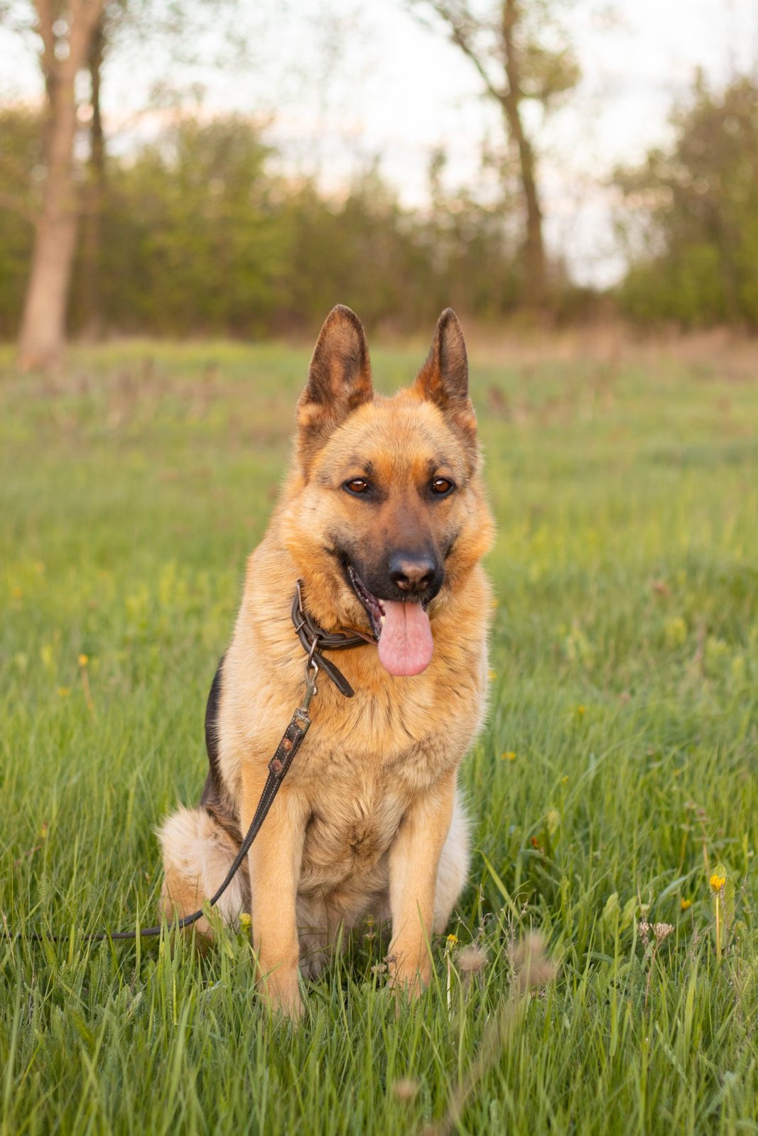 German Shepherd on a leash sitting in a meadow at golden hour