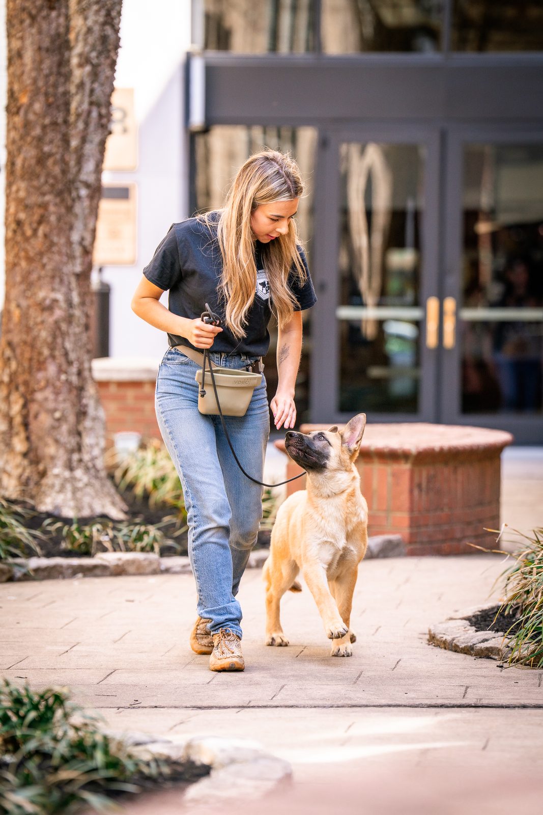 A trainer works a young Malinois on leash on a brick plaza with a treat pouch