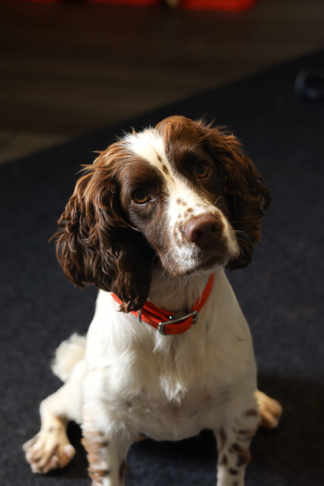 A springer spaniel with an orange collar
